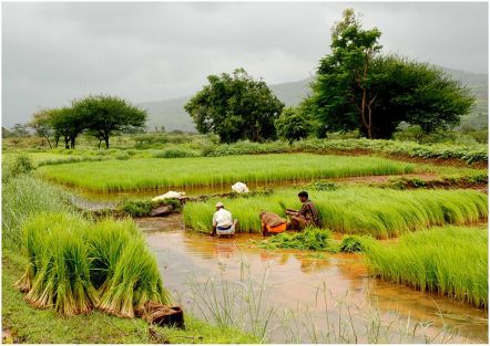 Agriculture_Farms_India_paddy_fields